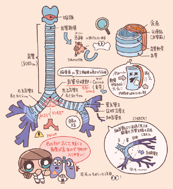 気管と気管支の構造を解説するイラスト。気管は約10cmの長さで、馬蹄形（U字型）の気管軟骨が重なって構成されています。気管の後ろには食道があり、軟骨がない部分は平滑筋（気管筋）になっています。気管は「胸骨角（第5胸椎の高さ）」にある「気管分岐部（カリーナ：Carina）」で左右の主気管支に分かれます。右主気管支は長さ約2cmで傾斜角は約25度、左主気管支は長さ約4cmで傾斜角は約45度となっており、「右の方が太くて短くて角度が急なので、異物が入りやすい」という重要なポイントが強調されています。末梢に向かって葉気管支、区域気管支、細気管支と分枝し、細気管支より先には軟骨も気管支腺も存在しないことが記されています。