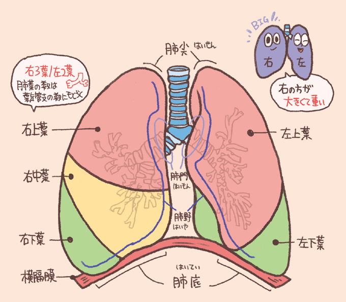 左右の肺の構造と肺葉の区分を解説するイラスト。右肺は「右上葉・右中葉・右下葉」の3葉、左肺は「左上葉・左下葉」の2葉に分かれていることが色分けで示されています。肺の上部を「肺尖（はいせん）」、下部を「肺底（はいてい）」、血管や気管支が出入りする中央部を「肺門（はいもん）」と呼び、全体が横隔膜の上に位置しています。「右の方が大きくて重い」「肺葉の数は葉気管支の数にもとづく」という重要な特徴が補足されています。