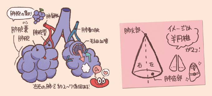 肺胞の構造と肺の形状を解説するイラスト。左側では、ブドウの房のような「肺胞」の集まり（肺胞嚢）が描かれ、肺胞管、肺静脈、肺動脈、毛細血管が肺胞を取り囲んでガス交換を行う様子が示されています。肺胞は左右の肺で約2〜7億個あると記されています。右側のピンクの枠内では、肺全体の形状を「半円錐が2コ」と例えており、頂点にあたる「肺尖部」と底面にあたる「肺底部」の位置関係が円錐の図で図解されています。