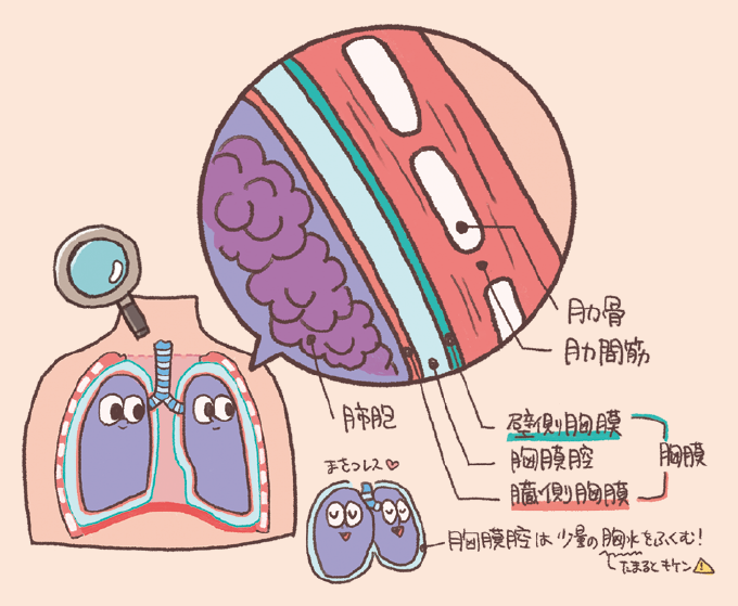 肺と胸壁の間にある胸膜の構造を解説するイラスト。肺（肺胞）に近い内側から順に、臓側胸膜（ぞうそくきょうまく）、胸膜腔（きょうまくくう）、壁側胸膜（へきそくきょうまく）の層に分かれており、臓側と壁側の胸膜を合わせて「胸膜」と呼ぶことが示されています。そのさらに外側には肋骨と肋間筋が位置しています。胸膜腔には少量の胸水が含まれており、摩擦をなくす役割がある一方で、「たまるとキケン」という注意書きが添えられています。