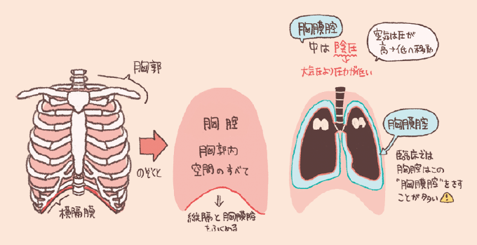 胸腔と胸膜腔の概念を解説するイラスト。左側には肋骨と横隔膜で構成される「胸郭」が描かれ、中央の図ではその内部空間のすべてを指す「胸腔（縦隔と胸膜腔を含む）」が示されています。右側の図では、肺を包む「胸膜腔」がクローズアップされており、「胸膜腔の中は陰圧（大気圧より圧力が低い）」であること、空気は圧が高い方から低い方へ移動する原理、そして「臨床では胸腔はこの胸膜腔を指すことが多い」という実務上の注意点が解説されています。 