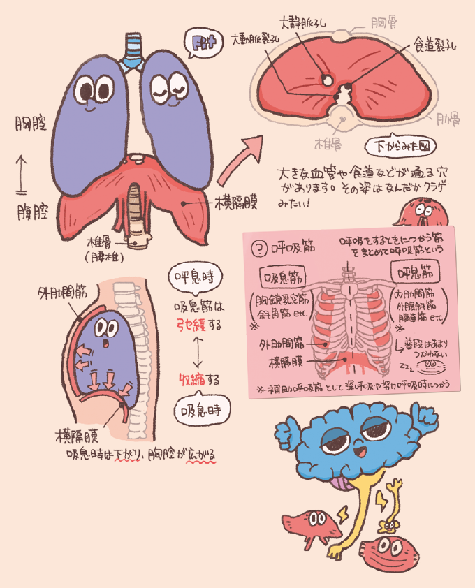 呼吸の仕組みと呼吸筋を説明するイラスト。肺と横隔膜が描かれた正面図、横隔膜を下から見た「大動脈裂孔」「大静脈裂孔」「食道裂孔」の図、吸気時に横隔膜が下がり胸腔が広がる様子を示す断面図が含まれています。また、呼吸筋の分類として、吸息筋（横隔膜、外肋間筋、胸鎖乳突筋、斜角筋など）と呼息筋（内肋間筋、外腹斜筋、腹直筋など）が書かれています。