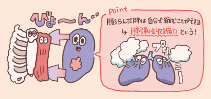 膨らんだ肺が自ら縮もうとする性質である「肺弾性収縮力」を解説した図。 肺が胸郭と引き合う様子や、空気を押し出して縮むイメージがキャラクターを用いて描かれている。