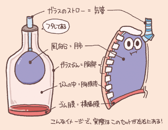 ガラスびんや風船を用いて、胸郭・肺・横隔膜などの呼吸に関連する器官の構造をモデル化した図。 びんの中を胸膜腔、底のゴム膜を横隔膜に見立てて、実際の解剖図と比較しながら呼吸の仕組みを視覚的に解説している。