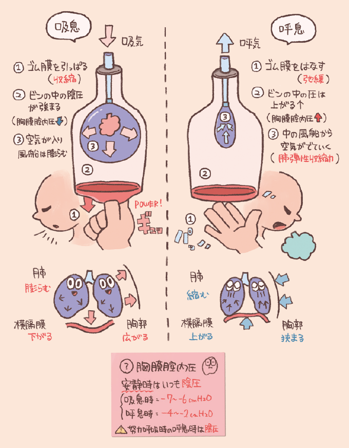 呼吸の仕組みを解説するイラスト。瓶と風船の模型を使い、横隔膜が下がると胸腔内が陰圧になり肺が膨らむ（吸気）、横隔膜が上がると圧が上がり肺が縮む（呼気）というメカニズムを対比させている図解。