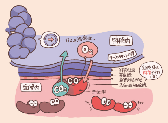 肺胞内と血管の間で行われる酸素と二酸化炭素の交換の仕組みを図解したもの。 ガスは脂溶性であり、肺胞上皮や毛細血管内皮などの薄い層を通り抜けて赤血球へと移動する様子がキャラクターを用いて描かれている。