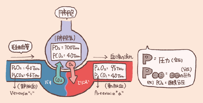 肺胞気と毛細血管内の血液（静脈血・動脈血）における酸素分圧と二酸化炭素分圧の数値を比較した図である。 ガスが分圧の高い方から低い方へと移動する性質により、酸素を取り込み二酸化炭素を排出するガス交換の仕組みが具体的な数値（Torr）とともに示されている。
