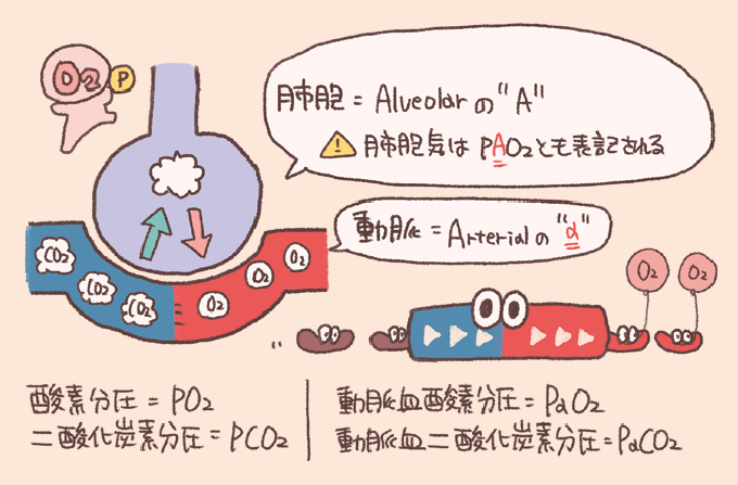肺胞（Alveolar）の「A」と動脈（Arterial）の「a」を用いた、医学的な略語表記の違いを解説した図である。 肺胞気の酸素分圧をPAO2、動脈血の酸素分圧をPaO2と記すなど、大文字と小文字で部位を区別するルールが視覚的に示されている。