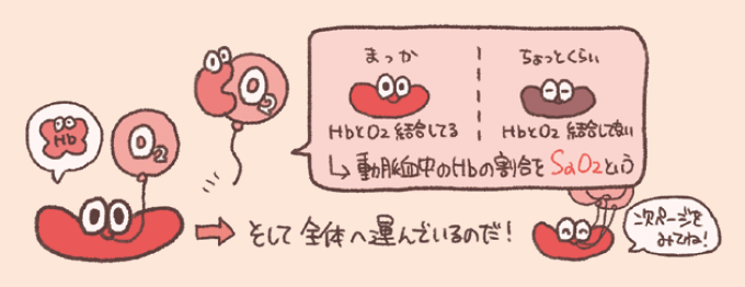 赤血球内のヘモグロビン（Hb）が酸素（O2）と結合して全身へ運ぶ様子を描いた図。 酸素と結合している鮮やかな赤色の状態と、結合していない暗い色の状態を比較し、動脈血中のHbのうち酸素と結合している割合をSaO2と呼ぶことが示されている。
