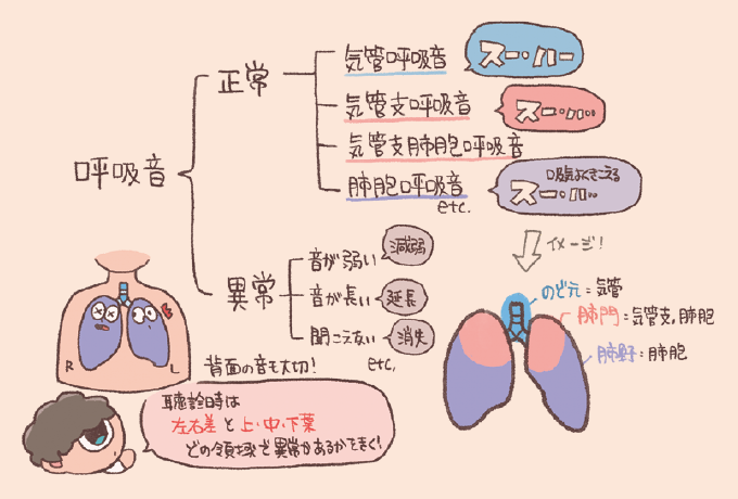 呼吸音を、音の聞こえる場所や性質によって「正常」と「異常」に分類した解説図である。 気管や肺胞などの部位ごとに異なる正常な呼吸音や、音が弱い、長いといった異常音のパターン、さらに聴診時に左右差や領域(上・中・下葉)を確認する重要性が示されている。