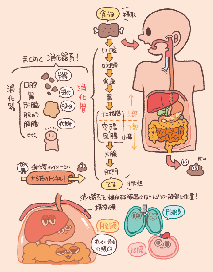 消化器系の全体像と流れを説明するイラスト。食物が「摂取(食べる)」されてから「排泄(でる)」までの消化管の流れが、口腔→咽頭→食道→胃→十二指腸→空腸・回腸(小腸)→大腸→肛門の順でフローチャート化されています。十二指腸までが上部、空腸以降が下部と分類されています。また、消化器系には消化管のほかに肝臓、胆のう、膵臓などの「消化器」が含まれ、分解・消化・吸収・代謝の役割を担うこと、それらの多くが腹部の「腹膜」という大きな膜に包まれていることが、擬人化された臓器のイラストと共に解説されています。