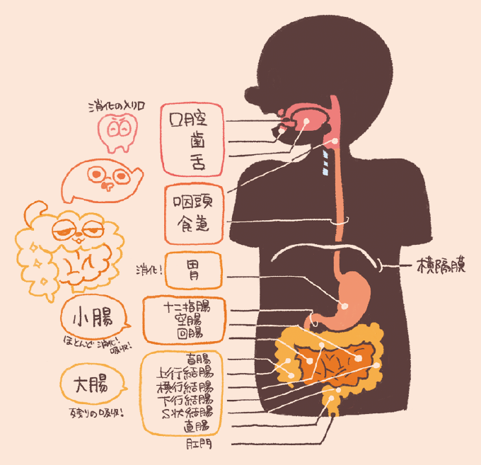 人体シルエットを用いた消化管の各部位名称と役割を説明するイラスト図解。上から順に、口腔・歯・舌(消化の入り口)、咽頭・食道、胃(消化!)、十二指腸・空腸・回腸(小腸:ほとんどの消化と吸収!)、盲腸・上行結腸・横行結腸・下行結腸・S状結腸・直腸(大腸:残りの吸収!)、肛門の各部位が示されています。また、胸部と腹部の境界として横隔膜が描かれています。
