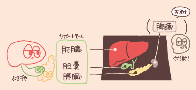 消化を助ける「サポートチーム」の臓器を説明するイラスト。肝臓、胆嚢(たんのう)、膵臓(すいぞう)の3つが紹介されています。右側には実際の解剖学的な位置関係を示す図解があり、肝臓、胆嚢、膵臓に加えて、脾臓(ひぞう)の位置も示されています。