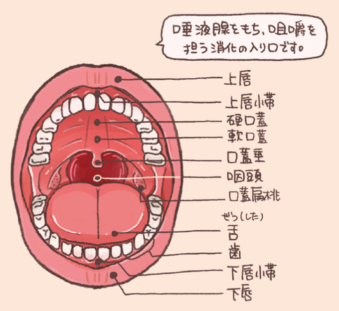 「口腔」の構造を詳しく説明するイラスト。大きく開いた口の正面図に、各部位の名称が示されています。上から順に、上唇、上唇小帯、硬口蓋、軟口蓋、口蓋垂、咽頭、口蓋扁桃、舌（ぜつ）、歯、下唇小帯、下唇の11項目が記載されています。また、「唾液腺をもち、咀嚼を担う消化の入り口です」という口腔の機能に関する説明文が添えられています。