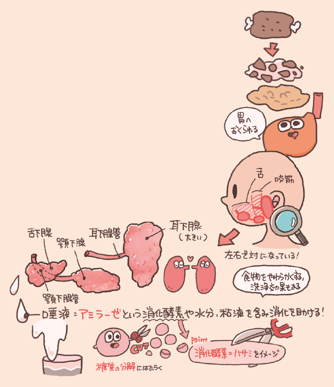 唾液腺の構造と唾液の役割を説明するイラスト。主要な唾液腺として耳下腺（および耳下腺管）、顎下腺（および顎下腺管）、舌下腺が示され、これらが左右一対で存在することが解説されています。唾液には「アミラーゼ」という消化酵素や水分、粘液が含まれ、食物を柔らかくするほか洗浄効果もあると記されています。また、消化酵素をハサミに例え、糖質の分解にはたらく様子をイメージ図で表現し、咀嚼された食物が食道を経て胃へ送られるまでの流れが描かれています。
