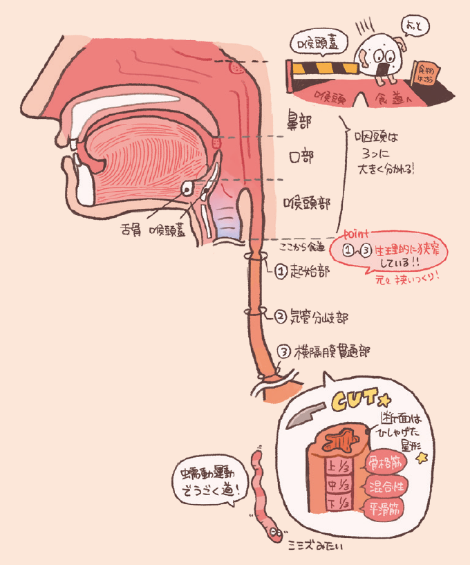 咽頭と食道の構造・特徴を説明するイラスト図解。咽頭は上から鼻部、口部、喉頭部の3つに分類され、食物が気道に入らないよう喉頭蓋が蓋をする仕組みが描かれています。食道には生理的狭窄部として「(1)起始部」「(2)気管分岐部」「(3)横隔膜貫通部」の3箇所があることが示されています。また、食道の断面は「ひしゃげた星形」であること、上部3分の1は骨格筋、中部3分の1は混合性、下部3分の1は平滑筋で構成されているという組織学的な特徴や、蠕動（ぜんどう）運動によって食物を運ぶ様子が解説されています。
