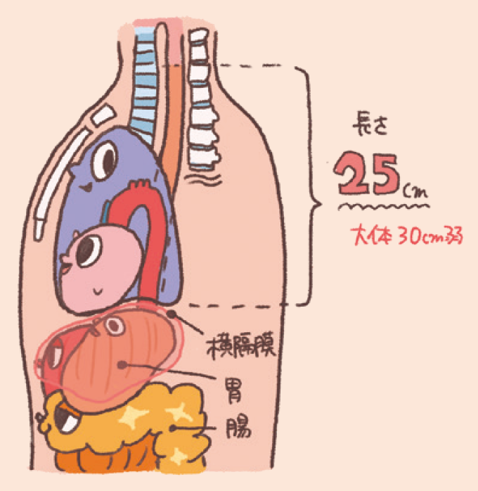 食道の長さと位置関係を示すイラスト図解。食道の長さが「25cm（大体30cm弱）」であることが示されています。