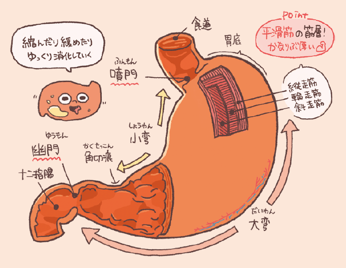 胃の構造と筋肉の層を詳しく説明するイラスト。食道から続く「噴門（ふんもん）」、胃の上部である「胃底」、出口にあたる「幽門（ゆうもん）」と十二指腸へのつながりが示されています。また、胃の内側のカーブである「小弯（しょうわん）」と外側の「大弯（だいわん）」、その境目にある「角切痕（かくせっこん）」の名称も記載されています。胃壁の構造として、平滑筋の三層（外層の縦走筋、中層の輪走筋、内層の斜走筋）がかなりぶ厚いことがポイントとして挙げられ、「縮んだり緩めたりゆっくり消化していく」という機能が解説されています。