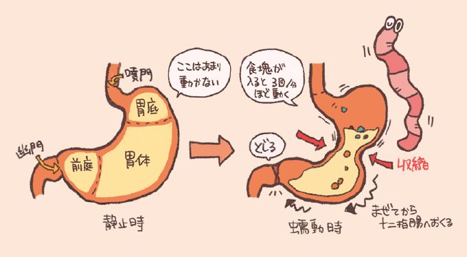 胃の静止時と蠕動時の動きの違いを説明するイラスト。静止時の図では、噴門、胃底（ここはあまり動かない）、胃体、前庭、幽門の各部位が示されています。蠕動時の図では、食塊が入ると1分間に3回ほど動くこと、幽門が「とじる」こと、胃体から前庭にかけて収縮が起こり「まぜてから十二指腸へおくる」様子が描かれています。