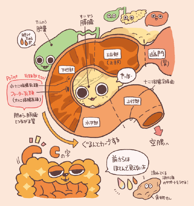 十二指腸の構造と周辺臓器とのつながりを説明するイラスト図解。十二指腸は胃の幽門から始まり、球部（上部）、下行部、水平部、上行部を経て十二指腸空腸曲にいたる「Cの字」のカーブを描く構造が示されています。下行部には「乳頭部大切！」というポイントと共に、胆のう・膵臓とつながる管の出口である「ファーター乳頭（大十二指腸乳頭）」と「小十二指腸乳頭」が描かれています。周辺には胆汁をためる胆嚢（たんのう）と膵臓（すいぞう）が配置され、消化液のサポートを受けて食物が空腸へ送られる流れが解説されています。