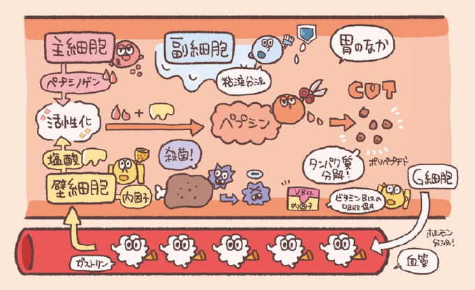 胃粘膜にある各細胞（主・壁・副・G細胞）の役割と、胃液によってタンパク質が分解される仕組みを解説したイラストです。ガストリンが壁細胞を刺激し、塩酸やペプシンが活性化して消化が進む様子がキャラクター化して描かれています。