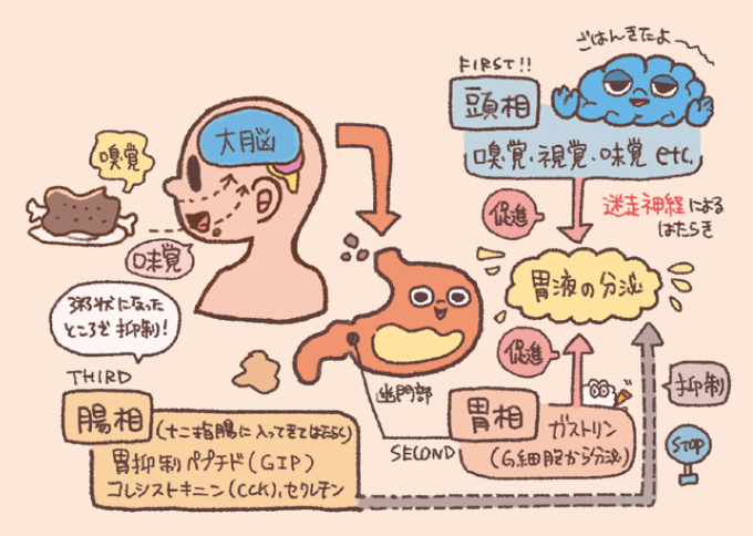 胃液分泌の調節メカニズム（頭相・胃相・腸相）を解説したイラストです。感覚刺激やガストリンによる分泌促進から、十二指腸への移行に伴う抑制（GIPやセクレチンなど）までの流れが、キャラクターと共に視覚化されています。