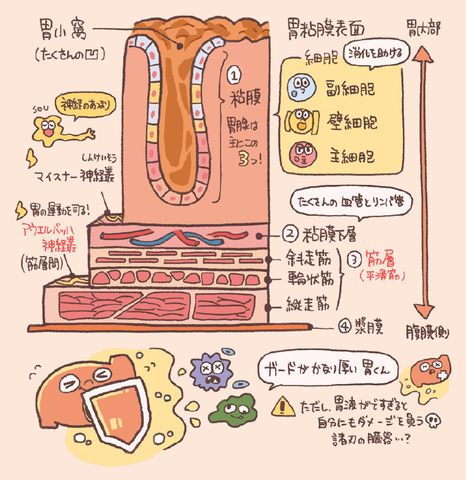 胃壁の階層構造（粘膜、粘膜下層、筋層、漿膜）を断面図で示したイラストです。胃小窩にある3つの細胞の役割や、胃の運動を司る神経叢、3層の平滑筋などがキャラクターと共に分かりやすく描かれています。