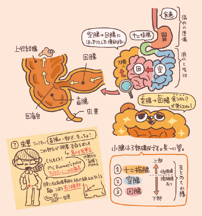 小腸の構成(十二指腸・空腸・回腸)と、回盲部および虫垂の位置を解説したイラストです。小腸から大腸への流れや、虫垂炎の診断で重要な「マックバーニー点」の位置などが、キャラクターと共にまとめられています。