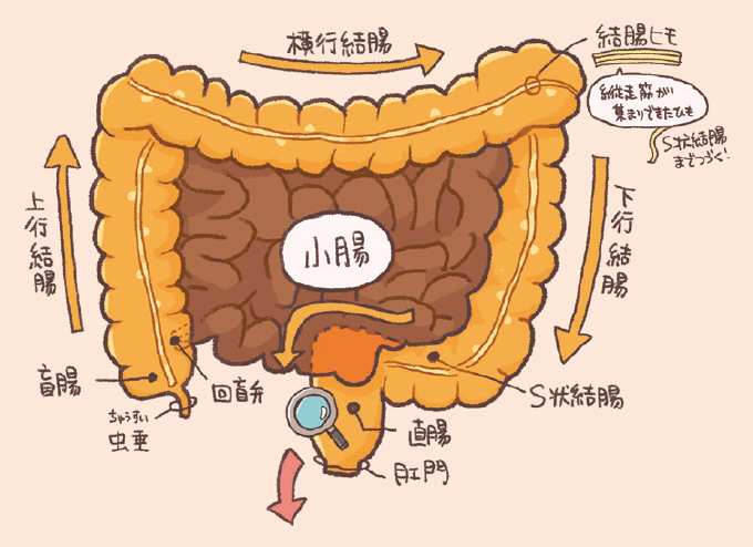 大腸の走行と各部位(盲腸、上行・横行・下行・S状結腸、直腸)の名称をまとめた解剖図です。結腸ヒモの構造や、小腸からの出口である回盲弁、および盲腸から垂れ下がる虫垂の位置関係が示されています。
