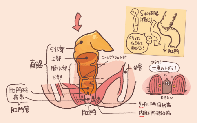 直腸から肛門にかけての解剖図です。直腸の各部位(S状部、上部、膨大部、下部)や内部のコールラウシュひだ、肛門管の構造(肛門柱、痔帯、内外肛門括約筋)が詳細に示されています。右上にはS状結腸が後方にねじれて曲がる様子、右下には肛門の二重の括約筋を扉に例えた模式図が添えられています。