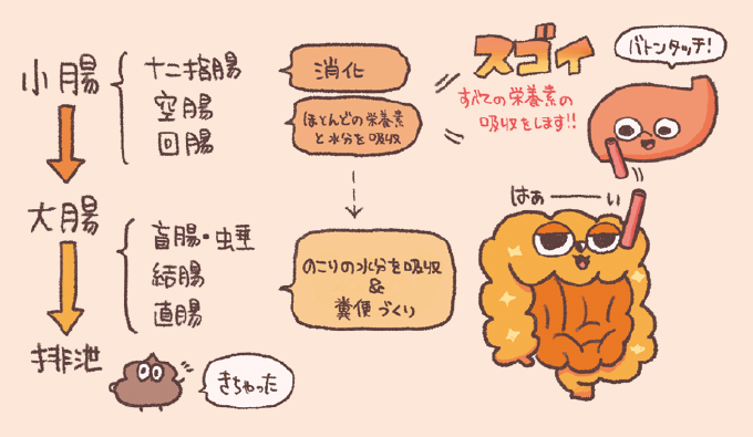小腸(十二指腸・空腸・回腸)から大腸(盲腸・結腸・直腸)を経て排泄に至るまでの消化・吸収・糞便形成の流れをまとめた図解です。小腸がほとんどの栄養素と水分を吸収し、大腸が残りの水分を吸収して糞便を作るという役割分担が示されています。