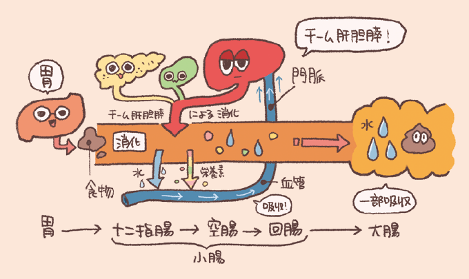 胃から小腸、大腸へと食物が移動する過程で、肝臓・胆嚢・膵臓から分泌される消化液が小腸(十二指腸)に注がれる様子を描いた図です。消化された栄養素や水分が血管や門脈を通じて吸収される仕組みを模式的に示しています。