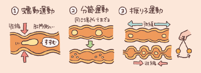 腸の3種類の運動(蠕動運動、分節運動、振り子運動)を解説した模式図です。内容物を肛門側へ進める蠕動運動、同じ場所で内容物を混ぜ合わせる分節運動、腸が伸び縮みして混合を助ける振り子運動の仕組みが比較されています。