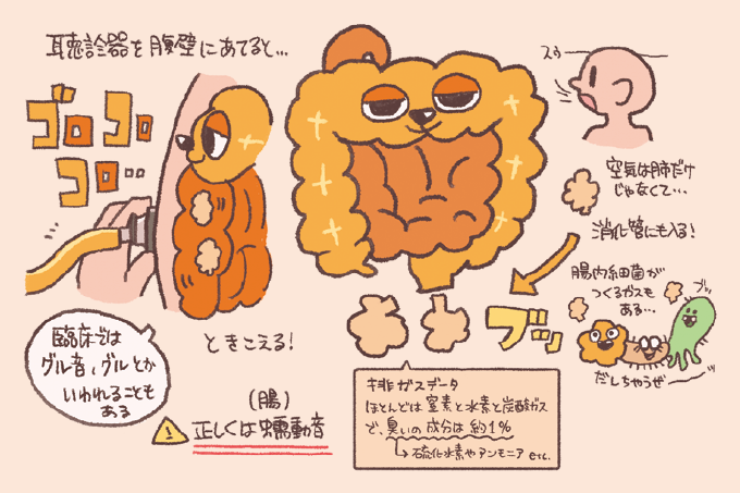 腸の音(蠕動音・グル音)と排ガス(おなら)の仕組みに関する図解です。腹壁に聴診器を当てて聞こえる音の解説や、おならの成分(窒素、水素、炭酸ガスが主で、臭いの成分は約1%)およびその発生源(飲み込んだ空気や腸内細菌によるガス)が示されています。