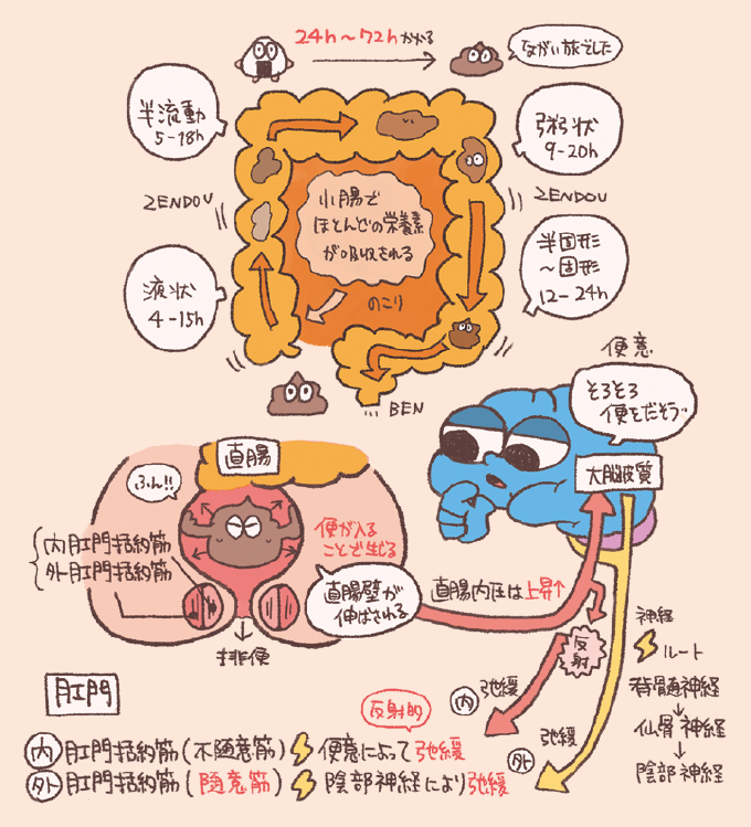 大腸内での便の形成過程と排便反射の仕組みをまとめた図解です。上部では便が大腸を通過する時間と状態の変化(液状から固形へ)が示され、下部では直腸壁の伸展が脳へ伝わり、内・外肛門括約筋が弛緩して排便に至る神経系のルートが解説されています。