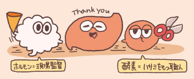 ホルモンと酵素の役割の違いを擬人化したイラスト。「ホルモン=現場監督」としてメガホンで指示を出し、「酵素=ハサミをもつ職人」として実際に分解作業を行う様子が描かれています。中央では胃のような形をした臓器キャラクターが「Thank you」と感謝を伝えており、ホルモンによる調節と酵素による消化作業の協力関係がわかりやすく比喩表現で示されています。