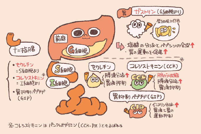 胃と十二指腸から分泌される消化管ホルモンの種類と働きをまとめたイラスト図解。 1.胃のG細胞より分泌される「ガストリン」:壁細胞に作用し、塩酸の分泌とペプシンの合成を促進、胃の運動を促進する。 2.十二指腸のS細胞より分泌される「セクレチン」:膵液分泌を促進し、胃液分泌を抑制する。 3.十二指腸のI細胞より分泌される「コレシストキニン(CCK)」:胆のう収縮と膵液分泌を促進し、胃液分泌を抑制する。※パンクレオザイミン(CCK-Pz)とも呼ばれる。 4.十二指腸から分泌される「胃抑制ポリペプチド(GIP)」:インスリン分泌を促進し、胃液と胃の運動を抑制する。