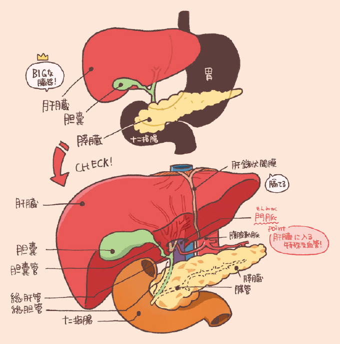 肝臓・胆嚢・膵臓・十二指腸の位置関係と解剖構造を説明するイラスト図解。上段では胃の背面に位置する各臓器の全体像が示され、下段では詳細な構造が描かれています。