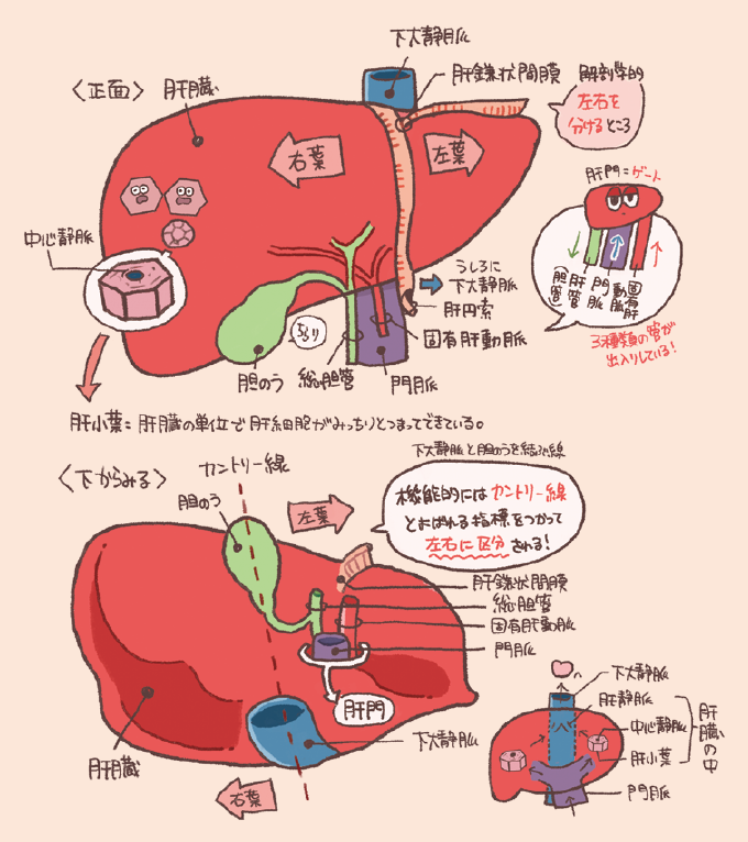 肝臓を正面と下面から見た解剖図。正面図では肝鎌状間膜によって解剖学的に右葉と左葉に分けられる様子が示され、内部の単位である「肝小葉」も描かれています。肝門(ゲート)には門脈、固有肝動脈、肝管(総胆管)の3種類の管が出入りしていることが強調されています。下面図では、下大静脈と胆嚢を結ぶ「カントリー線」という指標により機能的に左右が区分されることが説明されています。また、肝臓の中を流れる血液が中心静脈から肝静脈を経て下大静脈へ注ぐ経路も図解されています。