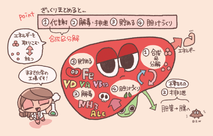 肝臓の主な4つの機能を説明するイラスト図解。1.代謝（物質の合成と分解によるエネルギー管理）、2.解毒・排泄（アルコールやアンモニア等の有害物質の処理と胆管経由での排出）、3.貯める（鉄分やビタミンA・D・B12等の貯蔵）、4.胆汁づくり、という4つのポイントが「化学の工場」という比喩と共に描かれています。肝臓のキャラクター内にはFe、VA、VD、VB12、NH3、ALCなどの記号が記され、不要なものが排泄されて腸へ向かう流れも示されています。