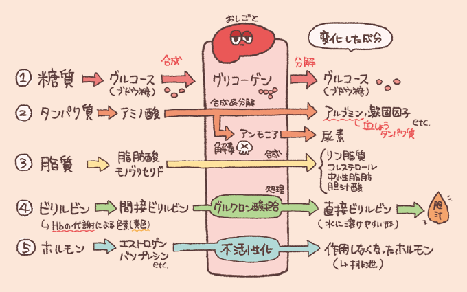 肝臓における5つの主要な代謝と処理のフロー図。 1.糖質：グルコース（ブドウ糖）をグリコーゲンとして合成・貯蔵し、必要に応じてグルコースへ分解する。 2.タンパク質：アミノ酸からアルブミンや凝固因子（血漿タンパク質）を合成。また、分解過程で生じるアンモニアを解毒し尿素へ合成する。 3.脂質：脂肪酸やモノグリセリドから、リン脂質、コレステロール、中性脂肪、胆汁酸を合成する。 4.ビリルビン：ヘモグロビンの代謝による間接ビリルビンを、グルクロン酸抱合により水に溶けやすい直接ビリルビンへ処理し、胆汁として排出する。 5.ホルモン：エストロゲンやバソプレシンなどを不活性化し、作用しなくなったホルモンとして排泄へ向かわせる。