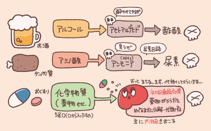 肝臓による解毒と代謝のプロセスを説明するイラスト図解。 1.アルコールの分解：アルコールから有害なアセトアルデヒドを経て、無害な酢酸へと分解される流れ。 2.アミノ酸の分解：タンパク質由来のアミノ酸から有害なアンモニア（NH3）が生じ、「尿素回路」を経て無害な尿素へと作り変えられる流れ。 3.おくすりの代謝（初回通過効果）：口から入った薬（内服薬）などの化学物質が、全身をめぐる前に肝臓で分解・代謝される「初回通過効果」の仕組み。