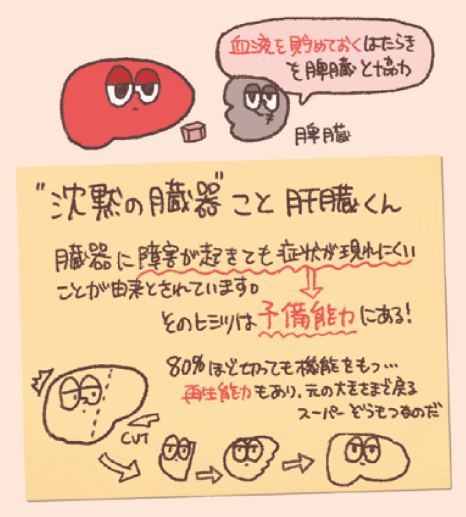 「沈黙の臓器」としての肝臓の特徴を説明する図解。上部には肝臓と脾臓のキャラクターが並び、「血液を貯めておくはたらきを脾臓と協力」という説明があります。メインのメモには、障害が起きても症状が現れにくい理由が「予備能力」にあること、全体の80％を切除しても機能を保ち、元の大きさに戻る「再生能力」があることが記述されています。