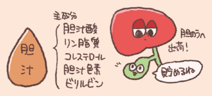 胆汁の成分と流れを説明するイラスト。胆汁の主成分として「胆汁酸」「リン脂質」「コレステロール」「胆汁色素」「ビリルビン」が挙げられています。右側には胆汁が肝臓で作られ胆嚢へ貯蔵される仕組みが示されています。