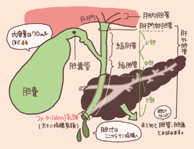 胆嚢（たんのう）と胆管の構造を説明するイラスト図解。胆嚢の「内容量は70mLほど」という特徴と共に、胆汁が通る経路が詳しく示されています。肝臓内の「肝内胆管」から「肝門部胆管」を経て、肝外胆管へと続きます。肝外胆管は上部の「総肝管」、中部の「総胆管」、そして下部へと分かれ、胆嚢から続く「胆嚢管」が総肝管と合流して総胆管になる仕組みが描かれています。最終的に、膵管と合流して「ファーター（Vater）乳頭（大十二指腸乳頭）」から十二指腸へ胆汁が排出される流れが示され、これらはまとめて「胆管、胆道」と呼ばれると解説されています。