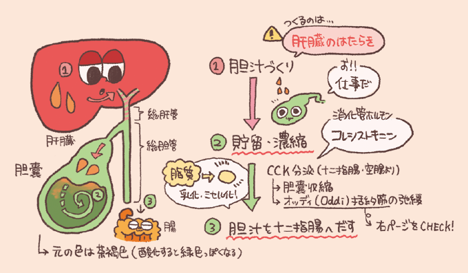 胆汁の流れと排出の仕組みを説明するイラスト。プロセスは3段階で示されています。(1)胆汁づくり：肝臓で胆汁が作られ、総肝管を通る。(2)貯留・濃縮：胆嚢に送られ、貯蔵・濃縮される。(3)胆汁を十二指腸へだす：脂質を摂取すると十二指腸・空腸より消化管ホルモン「コレシストキニン（CCK）」が分泌。これにより胆嚢が収縮し、同時にオッディ（Oddi）括約筋が弛緩することで、胆汁が総胆管を経て十二指腸へ排出されます。胆汁の役割として「脂質の乳化・ミセル化」が挙げられ、元の色は茶褐色（酸化すると緑色）であるという補足も記載されています。
