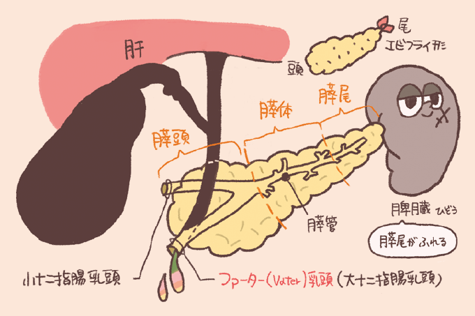 膵臓の解剖学的構造を示した図解です。膵臓を頭部・体部・尾部の3つの部位に分け、膵管が十二指腸のファーター乳頭(大十二指腸乳頭)へつながる様子や、隣接する肝臓、脾臓との位置関係が描かれています。