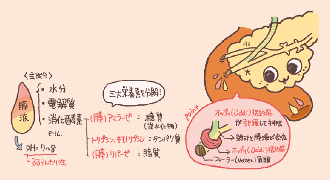 膵液の成分と放出の仕組みを解説した図解です。膵液が弱アルカリ性(pH7〜8)であることや、三大栄養素を分解する消化酵素(アミラーゼ、トリプシン、リパーゼ)の役割、およびオッディ括約筋が弛緩して膵液と胆汁が十二指腸へ排出されるポイントが示されています。