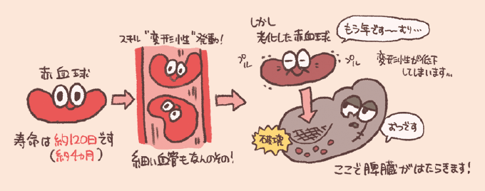 赤血球の寿命と脾臓による破壊の仕組みを解説した図解です。赤血球の寿命は約120日であること、若い赤血球は「変形能」により細い血管を通り抜けますが、老化した赤血球は変形能が低下するため、脾臓でトラップされ破壊される様子が描かれています。