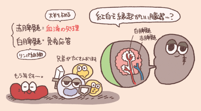 脾臓の内部組織である「赤脾髄」と「白脾髄」の役割をまとめたイラストです。血液の濾過・処理を行う赤脾髄と、リンパ組織として免疫応答を担う白脾髄の機能的違いが示されており、断面図とともにそれぞれの組織が血管周囲に配置されている様子が分かります。